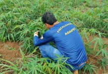 Adapec intensifica prevenção à praga vassoura-de-bruxa na mandioca durante período chuvoso no Tocantins