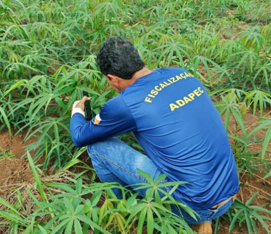 Adapec intensifica prevenção à praga vassoura-de-bruxa na mandioca durante período chuvoso no Tocantins