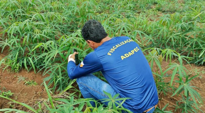Adapec intensifica prevenção à praga vassoura-de-bruxa na mandioca durante período chuvoso no Tocantins