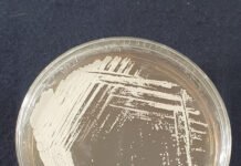 Bioherbicida à base de bactéria da Caatinga pode controlar planta invasora