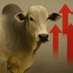 boi gordo preço em alta