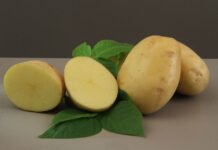 Embrapa lança cultivar de batata para a indústria de chips e palha Paulo Lanzetta - Textura firme, sabor característico, polpa amarela-clara e o formato ovalado dos tubérculos são características da nova batata que atendem necessidades da indústria