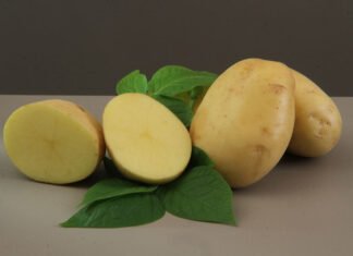 Embrapa lança cultivar de batata para a indústria de chips e palha Paulo Lanzetta - Textura firme, sabor característico, polpa amarela-clara e o formato ovalado dos tubérculos são características da nova batata que atendem necessidades da indústria