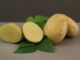 Embrapa lança cultivar de batata para a indústria de chips e palha Paulo Lanzetta - Textura firme, sabor característico, polpa amarela-clara e o formato ovalado dos tubérculos são características da nova batata que atendem necessidades da indústria
