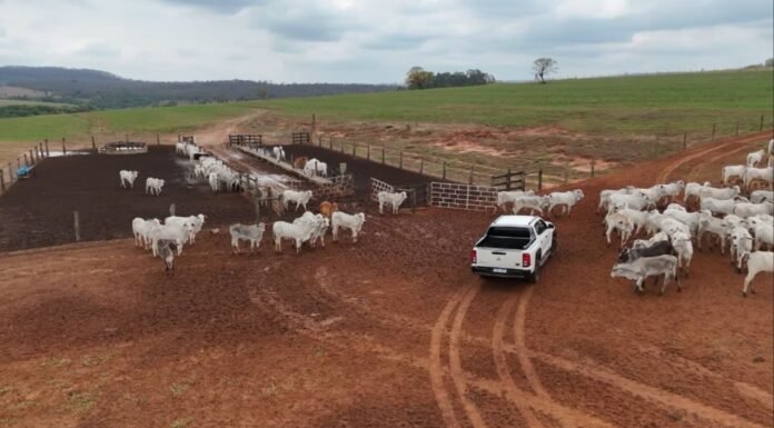 Família do interior de SP transforma sonho em projeto de carne premium; confira a história