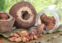 Ronaldo Rosa - A pesquisa busca por diversidade de fontes proteicas, como é o caso da castanha