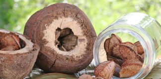 Ronaldo Rosa - A pesquisa busca por diversidade de fontes proteicas, como é o caso da castanha