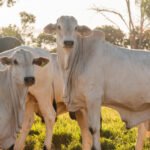 Governo do Tocantins alcança índice de 95,96% de animais declarados na Campanha de Informações Pecuárias