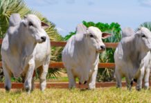 Governo do Tocantins e parceiros realizam a 3ª edição do Meat Day neste sábado, 6, em Miranorte