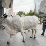 Leilão de gado Nelore movimenta a região da Faria Lima, em São Paulo Gado Nelore