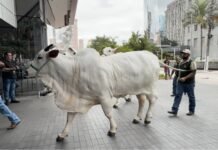 Leilão de gado Nelore movimenta a região da Faria Lima, em São Paulo Gado Nelore