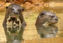 Naturatins registra 31 ariranhas durante campanha de monitoramento no Parque Estadual do Cantão