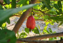  - A nova cultivar chega para reforçar o portfólio de cultivares da Embrapa e contribuir para o fomento da cadeia produtiva a partir da renovação dos pomares.