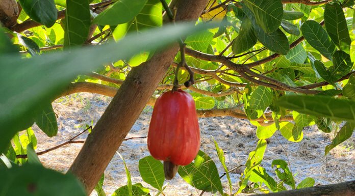  - A nova cultivar chega para reforçar o portfólio de cultivares da Embrapa e contribuir para o fomento da cadeia produtiva a partir da renovação dos pomares.