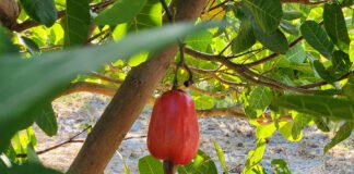  - A nova cultivar chega para reforçar o portfólio de cultivares da Embrapa e contribuir para o fomento da cadeia produtiva a partir da renovação dos pomares.