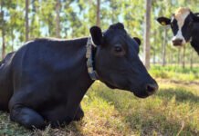 Gisele Rosso - Seleção de animais superiores, otimização de dietas, oferta de água de qualidade, aprimoramento da sanidade animal, e busca do bem-estar estão entre as estratégias para redução do metano na pecuária