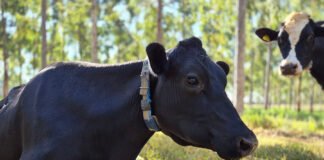 Gisele Rosso - Seleção de animais superiores, otimização de dietas, oferta de água de qualidade, aprimoramento da sanidade animal, e busca do bem-estar estão entre as estratégias para redução do metano na pecuária