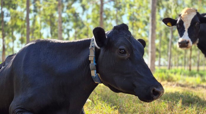 Gisele Rosso - Seleção de animais superiores, otimização de dietas, oferta de água de qualidade, aprimoramento da sanidade animal, e busca do bem-estar estão entre as estratégias para redução do metano na pecuária