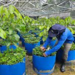 Projeto inovador busca estabelecer o cultivo sustentável do pau-rosa na Amazônia Maria José Tupinambá - O projeto tem como foco a seleção de matrizes de alta qualidade