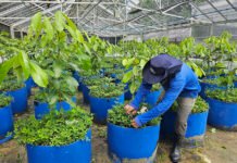 Projeto inovador busca estabelecer o cultivo sustentável do pau-rosa na Amazônia Maria José Tupinambá - O projeto tem como foco a seleção de matrizes de alta qualidade