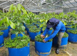 Projeto inovador busca estabelecer o cultivo sustentável do pau-rosa na Amazônia Maria José Tupinambá - O projeto tem como foco a seleção de matrizes de alta qualidade