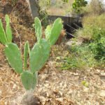 Fernando Gregio - Barragem subterrânea em São José da Tapera (Alagoas)