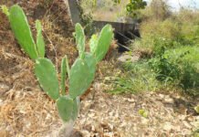 Tecnologia orienta a gestão da água em propriedades familiares do Semiárido Fernando Gregio - Barragem subterrânea em São José da Tapera (Alagoas)