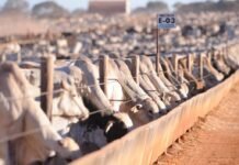 bois confinados representam 31,7% dos animais destinados ao abate em 2025 confinamento