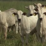 cálculo do ponto de equilíbrio exige atenção aos custos invisíveis da propriedade; entenda