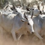 preço da arroba sobe com expectativa de demanda dos EUA boiada, carne orgânica do Pantanal, boi