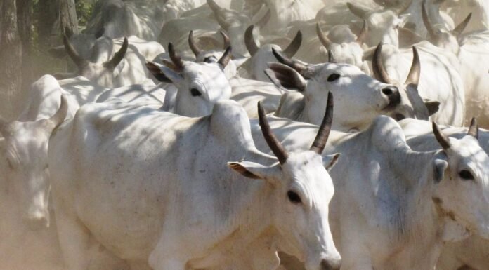preço da arroba sobe com expectativa de demanda dos EUA boiada, carne orgânica do Pantanal, boi