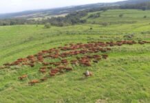 vale a pena substituir o bonsmara no tricross? Especialista responde