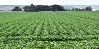 Adapec orienta produtores sobre o prazo da janela de plantio do algodão segunda safra, que segue aberta até 15 de março