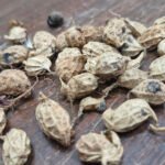 Marcos Esteves - A pesquisa amplia as possibilidades de melhoramento genético, unindo conhecimentos ancestrais a tecnologias de ponta