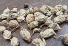 Marcos Esteves - A pesquisa amplia as possibilidades de melhoramento genético, unindo conhecimentos ancestrais a tecnologias de ponta