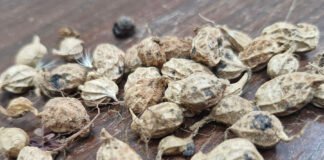 Gene de parente silvestre do amendoim ativa “memória de defesa” contra seca e pragas em plantas cultivadas Marcos Esteves - A pesquisa amplia as possibilidades de melhoramento genético, unindo conhecimentos ancestrais a tecnologias de ponta