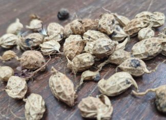 Marcos Esteves - A pesquisa amplia as possibilidades de melhoramento genético, unindo conhecimentos ancestrais a tecnologias de ponta