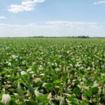 Governo do Tocantins alerta produtores de soja sobre prazo para cadastro de áreas cultivadas
