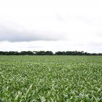 Governo do Tocantins alerta que o plantio da soja de sequeiro entra na reta final e se encerra em 15 de janeiro