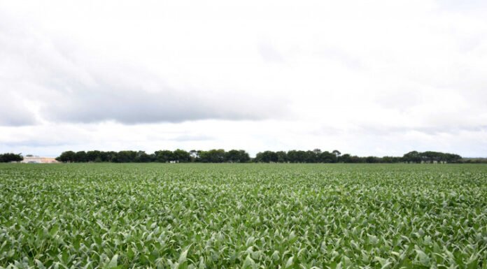 Governo do Tocantins alerta que o plantio da soja de sequeiro entra na reta final e se encerra em 15 de janeiro