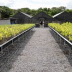 Governo do Tocantins distribui cerca de 17 mil mudas do Cerrado para recuperar Áreas de Preservação Permanentes nas bacias hidrográficas