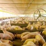 Luiza Biesus - A plataforma integra e analisa dados sanitários de granjas de todo o País para apoiar a tomada de decisão e fortalecer a vigilância epidemiológica