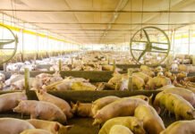 Luiza Biesus - A plataforma integra e analisa dados sanitários de granjas de todo o País para apoiar a tomada de decisão e fortalecer a vigilância epidemiológica