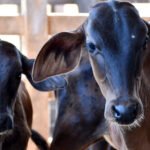 Tocantins supera meta e vacina mais de 350 mil bezerras contra a brucelose