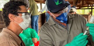 Adapec capacita produtores de Ananás e Santa Tereza sobre vacinação contra a brucelose