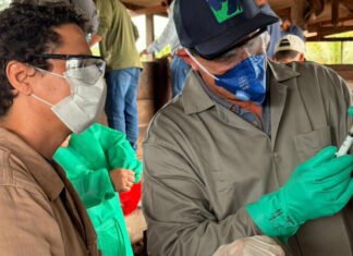 Adapec capacita produtores de Ananás e Santa Tereza sobre vacinação contra a brucelose