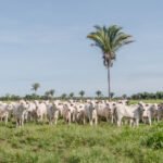 Adapec normatiza transferência de animais em uma mesma propriedade