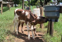 Dispositivo simples reduz sucção cruzada de bezerros e melhora bem-estar animal Gisele Rosso - Bebedouros com bico proporcionam oportunidades para que bezerros satisfaçam seu instinto de sucção
