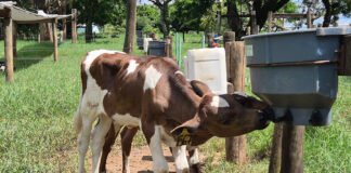 Gisele Rosso - Bebedouros com bico proporcionam oportunidades para que bezerros satisfaçam seu instinto de sucção
