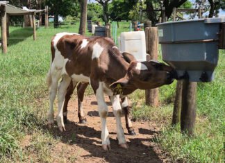 Dispositivo simples reduz sucção cruzada de bezerros e melhora bem-estar animal Gisele Rosso - Bebedouros com bico proporcionam oportunidades para que bezerros satisfaçam seu instinto de sucção